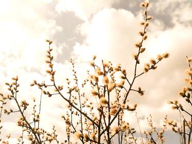 Pastel willow catkins on a spring cloudy sky - Limited Edition of 10 thumb