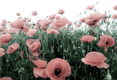 Pastel pink blooming poppy field - Limited Edition of 10 thumb