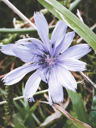 Vintage pastel purple-blue chicory blossom - Limited Edition of 10 thumb
