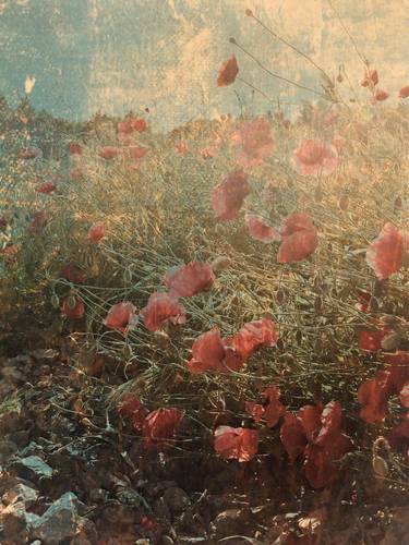 Vintage blooming red poppy field thumb