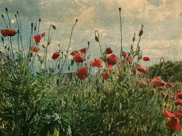 Retro summer poppy blooming field thumb