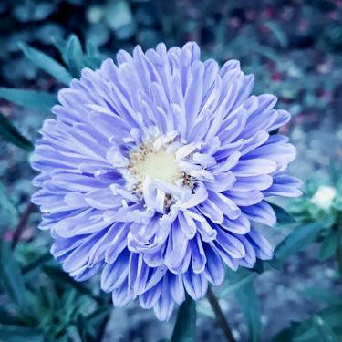 Pastel blue Chrysanthemum blossom thumb