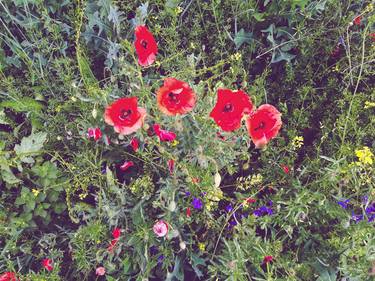 Poppy field top view thumb