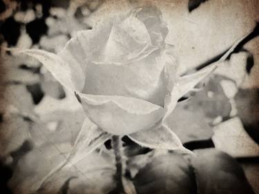 Vintage rose thumb