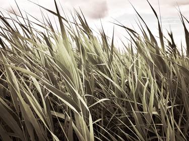 Vintage cattail leaves field thumb