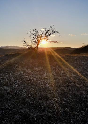 Nature magic sunset with a singular tree trekking landscape thumb