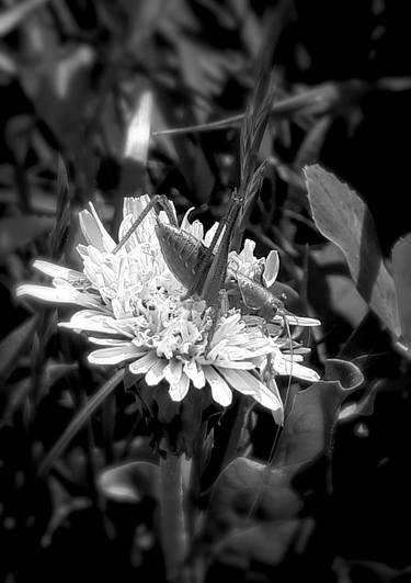 Monochrome grasshopper on dandelion summer field photography thumb