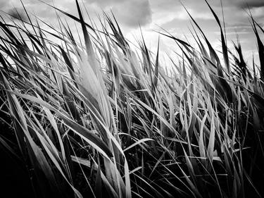 Silver cattail field thumb