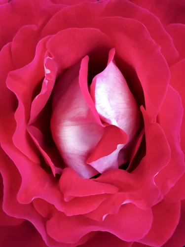 Wavy Innuendo rose flower center thumb