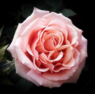 Pastel pink rose blossom thumb