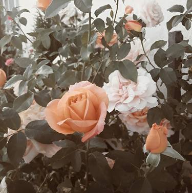 Original Floral Photography by Diana Editoiu