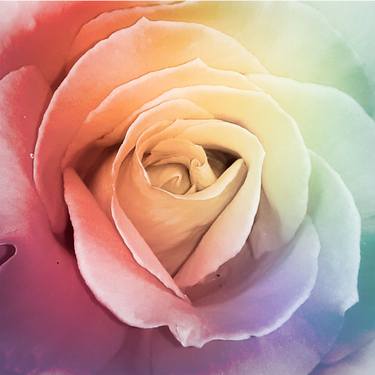 Gentle rainbow rose thumb