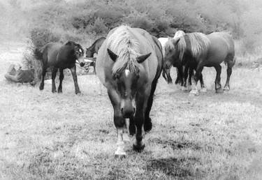 Misty vintage monochrome horses on the field thumb