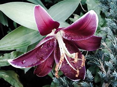 Burgundy Lilly garden blossom thumb