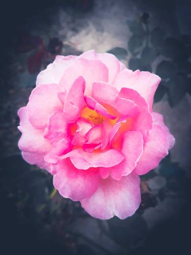 Vintage pink garden rose thumb