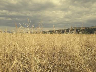 Oat field at the end of summer thumb