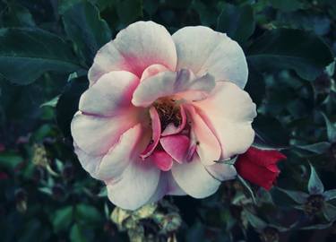 Vintage pink garden rose blossom thumb