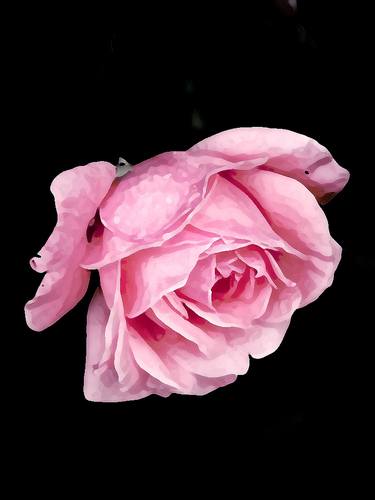 Pink rose blossom thumb
