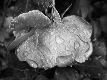 Monochromatic silver rose after the rain thumb