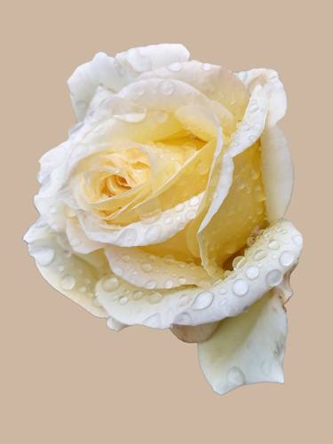 White rose under the rain thumb