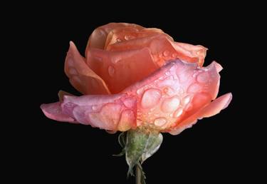 Coral rose flower under the rain thumb