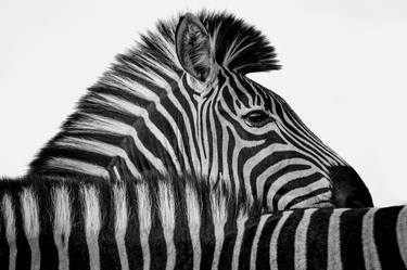 Original Animal Photography by Robin Scholte