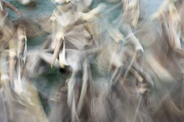 Original Abstract Animal Photography by Robin Scholte