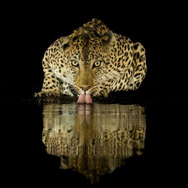 Original Fine Art Animal Photography by Robin Scholte