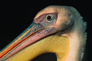 Pelican beak - Limited Edition of 5 thumb