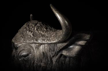 Print of Portraiture Animal Photography by Robin Scholte