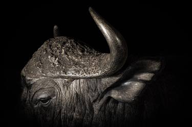 Print of Animal Photography by Robin Scholte