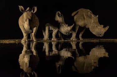 Rhinos in the dark - Limited Edition of 10 thumb