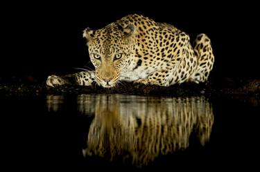 Leopard at night 1 thumb