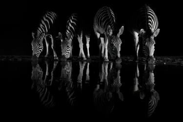 Zebra at night 1 thumb