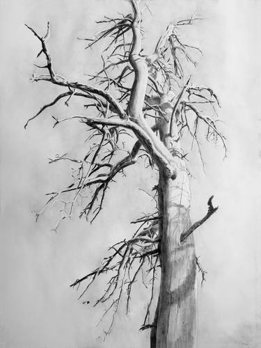 Print of Tree Drawings by Núria Romeu