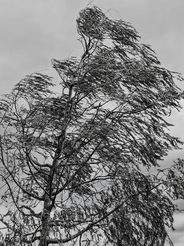 Original Fine Art Tree Photography by Ayman Kassem-Toufic