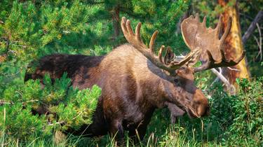 Bull Moose in Rocky Mountain National Park thumb