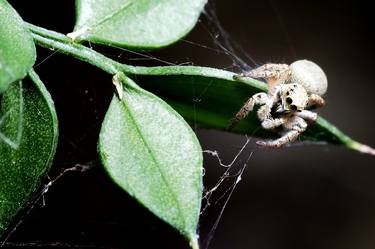 Print of Contemporary Animal Photography by Vincenzo Izzo