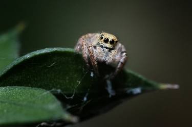 Print of Contemporary Animal Photography by Vincenzo Izzo