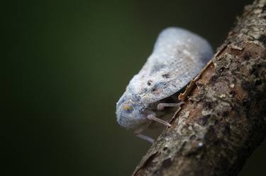 Print of Contemporary Animal Photography by Vincenzo Izzo