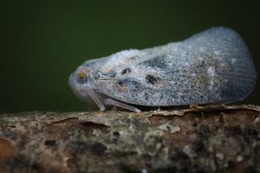 Print of Animal Photography by Vincenzo Izzo