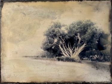 Original Expressionism Tree Photography by Tanya Edmonds