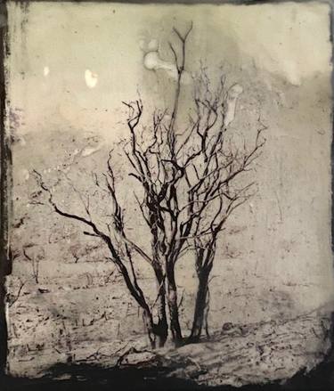 Print of Expressionism Tree Photography by Tanya Edmonds