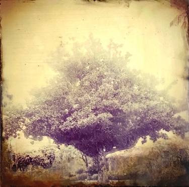 Original Tree Photography by Tanya Edmonds
