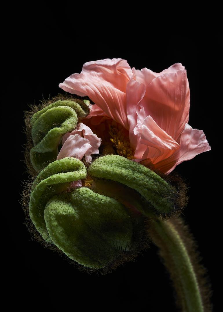 Print of Conceptual Floral Photography by Francesco Dolfo