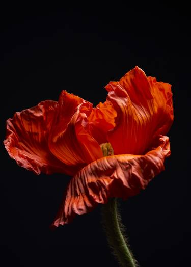 Print of Fine Art Floral Photography by Francesco Dolfo