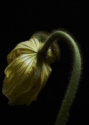 Print of Minimalism Floral Photography by Francesco Dolfo