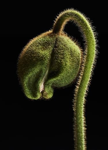 Print of Fine Art Floral Photography by Francesco Dolfo