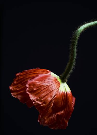 Print of Fine Art Floral Photography by Francesco Dolfo