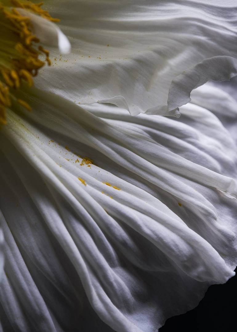 Print of Conceptual Floral Photography by Francesco Dolfo